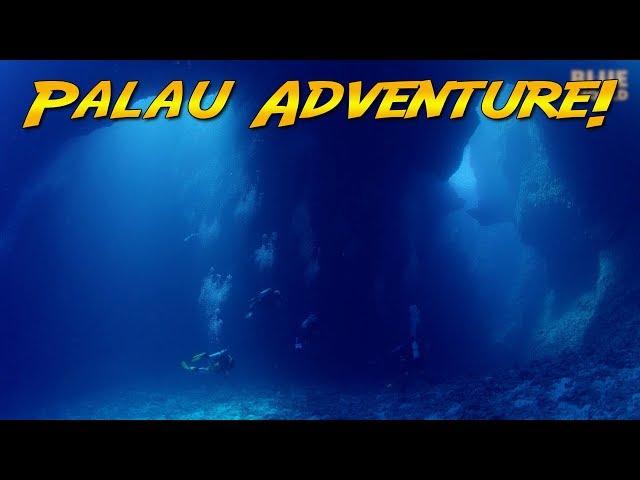 Palau Scuba Adventure! (World's best diving?)