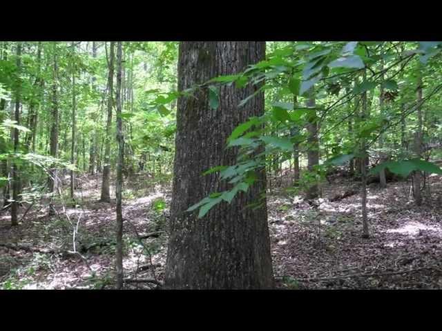 How To Pick Firewood Trees From Your Woods