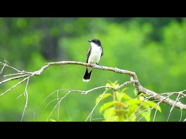 Eastern Kingbird Bird Call