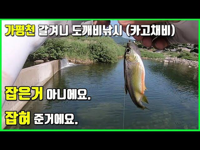 잡는게 아니라 피라미가 잡혀주는 도깨비낚시 (카고채비)