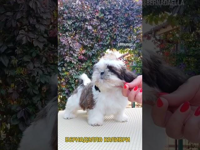 ши-тцу собака счатье в вашем доме! https://t.me/bernadElla наш телеграмм!