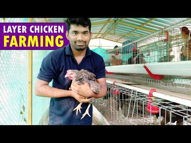 Layer Chicken Farming / Layer Poultry Farming | Egg Farming Guide