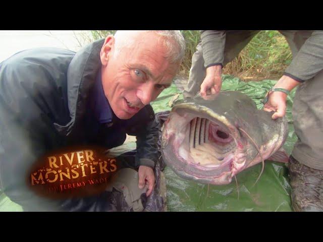 163lbs Wels Catfish! | CATFISH | River Monsters