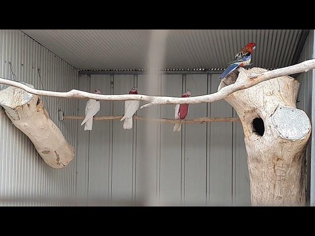 Parrot breeding farm aviary | Beautiful Parrots of the world | African grey parrot | cockatoos.