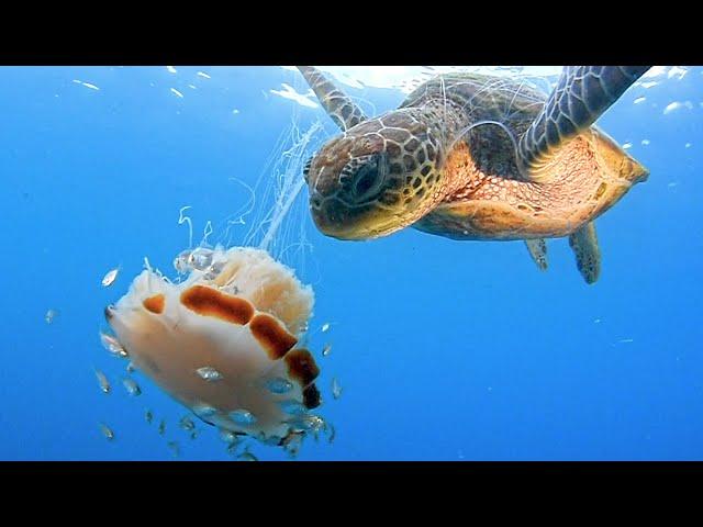 Hungry Turtle Eats Lion Mane Jellyfish