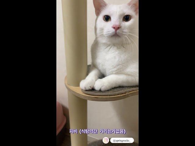 야미프렌즈 리뷰 기호성 GOOD 고양이 간식 리뷰! 프리미요 미니롤롤 연어맛