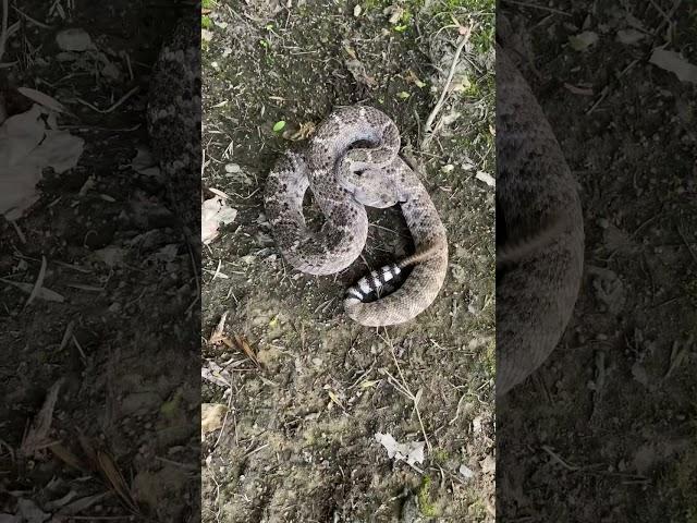 #shorts.  Western Diamondback Rattlesnake gets Defensive