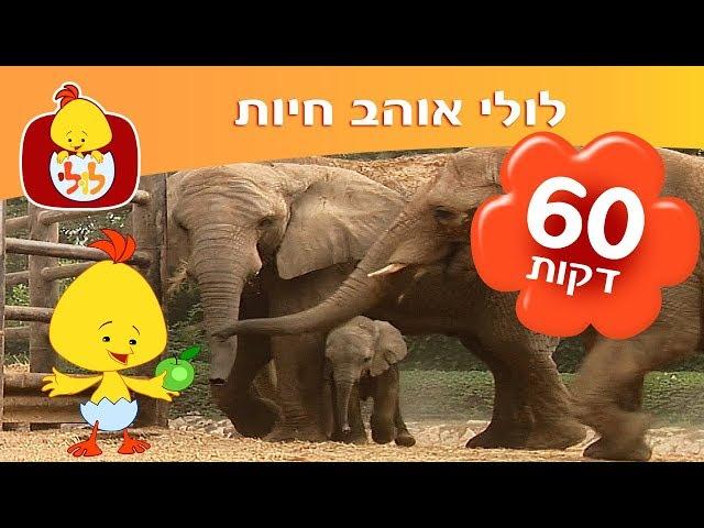 ספיישל לולי אוהב חיות - תכניות ושירים ברצף - ערוץ לולי