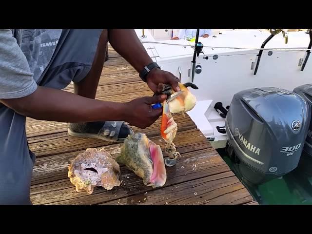 How to clean conch