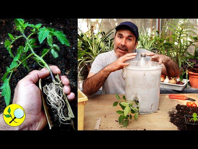  NEW Way to Grow Hanging Tomatoes