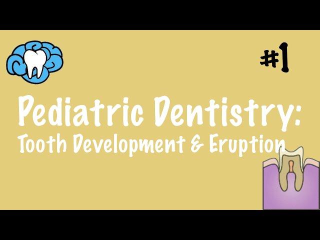 Pediatric Dentistry | Tooth Development and Eruption | INBDE, ADAT