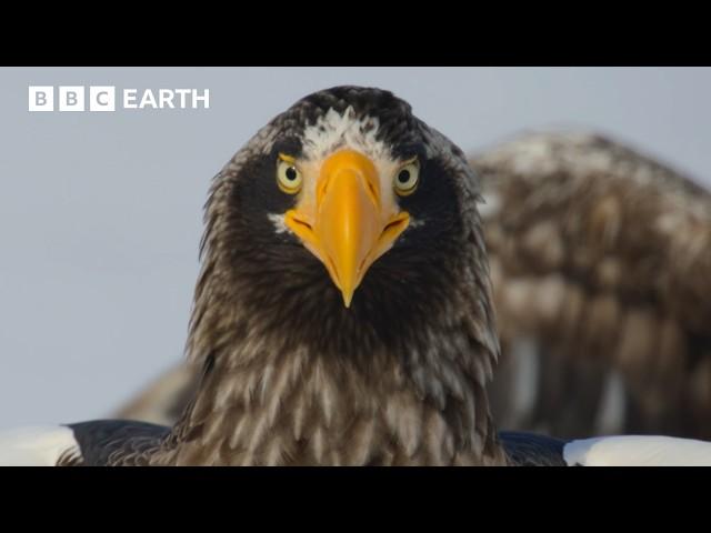 Asia | First Look ft #SEVENTEEN | BBC Earth