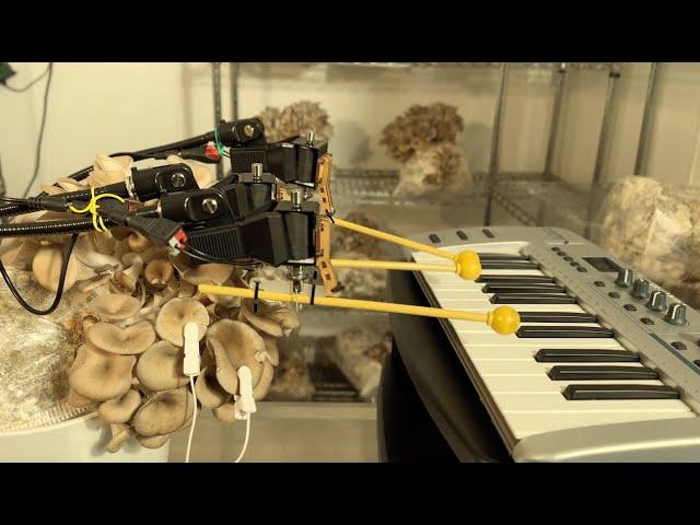 Mushroom Playing Keyboard