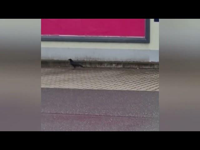 #igor #the #crow #shorts #viralvideo #video #birds #bird #krähe #krähenfüße #nature #tiere #wow #on