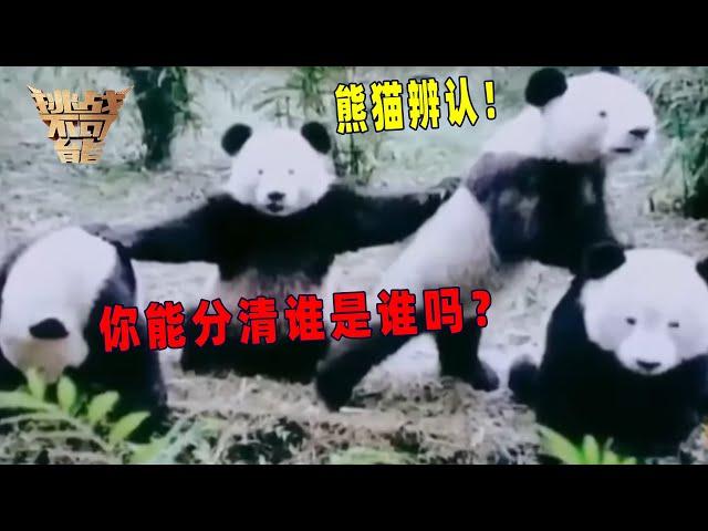 萌宝对决：秒辨熊猫！丨挑战不可能 Impossible Challenge