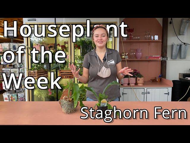 Staghorn Fern - Houseplant of the Week