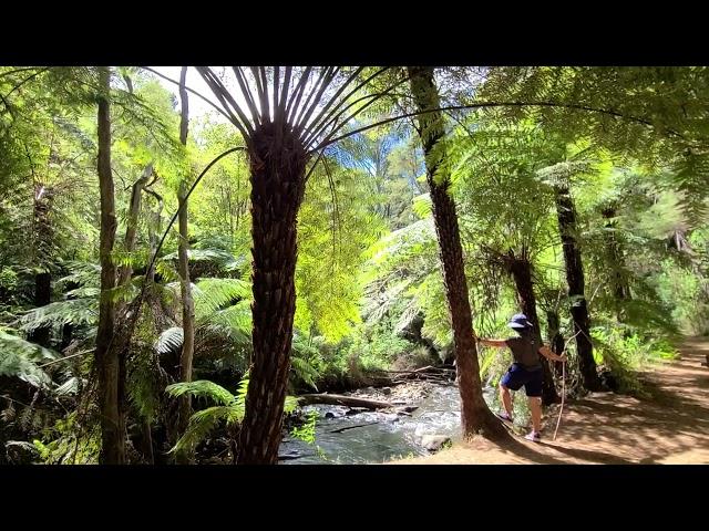 Forest Therapy Guide Training Australia 