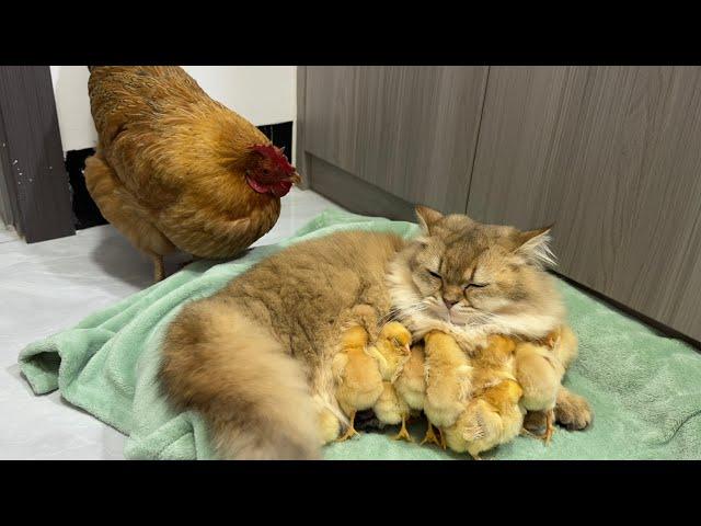 The hen suspects the kitten has stolen the chicks!The cat returned the chick to the hen.Funny cute