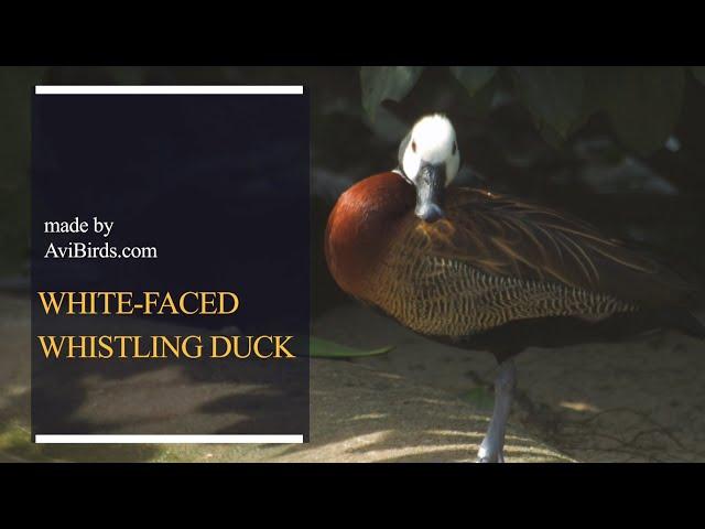 White-Faced Whistling Duck [Dendrocygna Viduata]