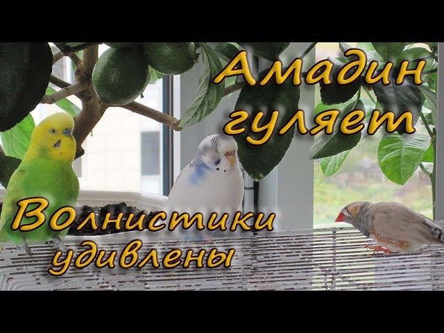 Амадин пошел гулять. Волнистики удивлены. Budgie and Zebra finches. Funny Parrots