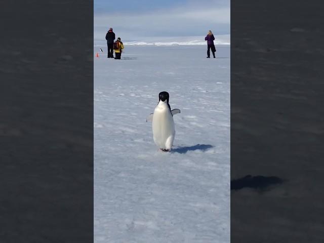 Penguin run  #masti #fun #funny #penguin