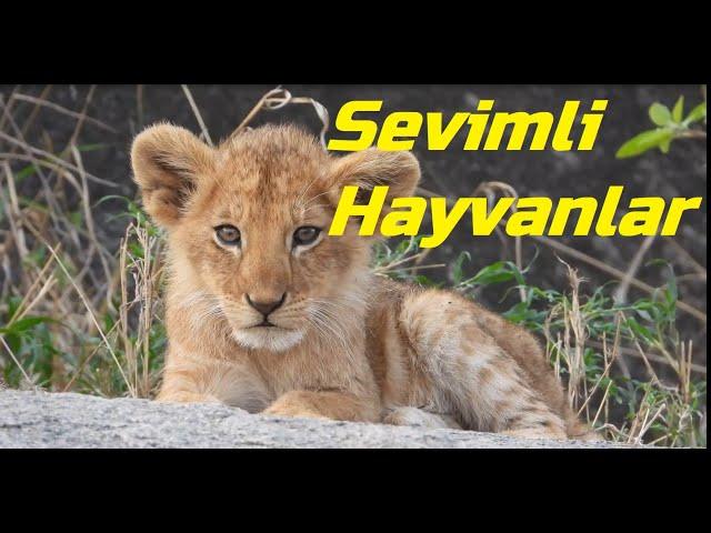 Sevimli Hayvanlar 2022- Animals For Kids