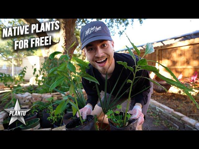 Amazing FREE Plants for a Native Garden! Zone 9 Houston Texas! Scarlet Sage, Sabal Palmetto. & More!