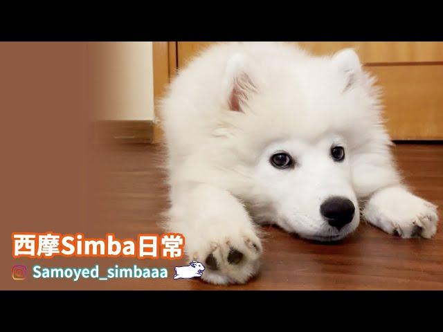 【西摩Simba日常】－西摩 Simba 平時最鐘意.......?｜Samoyed Simba daily