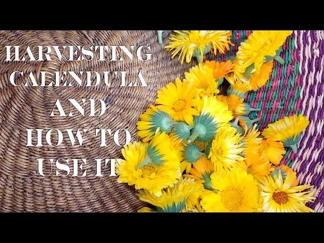 Harvesting Calendula (PLUS 6 Ways on How to Use Calendula)