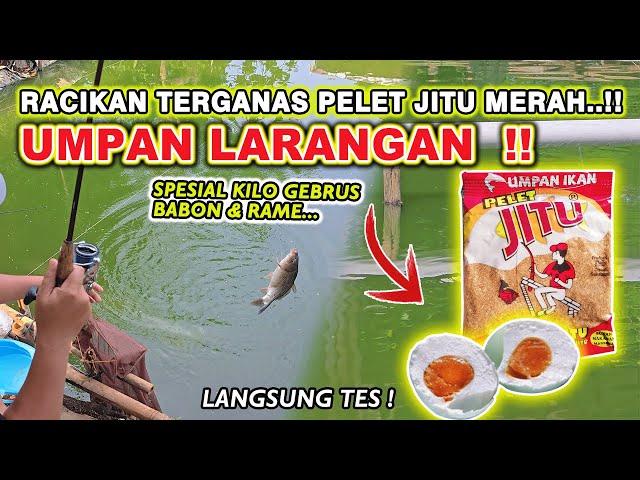 KEGANASAN PELET JITU !! RESEP UMPAN IKAN MAS KILO GEBRUS DADAKAN SIMPEL TAPI JAHAT