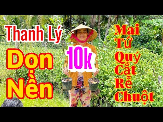 24/8 mợ 7 0939007571 thanh lý mai tứ quý cắt rễ rẻ rề chỉ 10k 1 cây.ai có nhu cầu ủng hộ dùm mợ