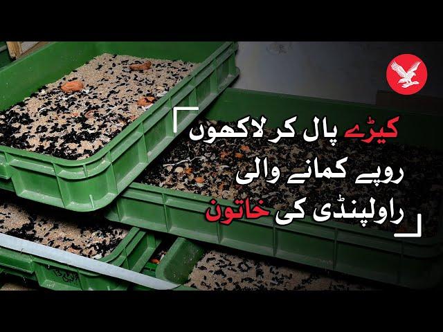 The woman from Rawalpindi who earns millions by rearing insects