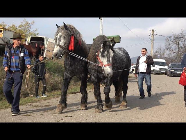 Targul de cai de la Buciumi, Salaj 31 Oct 2024 Nou!!!