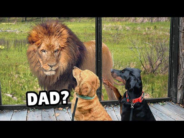 My Dogs Meet Wild Zoo Animals (You won't believe their reaction)