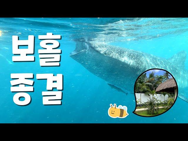 보홀 여행 정보 여기서 종결!! 이 영상 하나로 이미 보홀 다녀옴 #보홀 #여행 #여행지추천