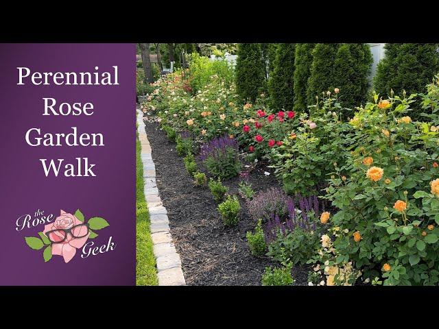  Perennial Garden Tour near Peak Bloom in Late May | 1,000 Roses, Nepeta, Salvia, Hydrangea