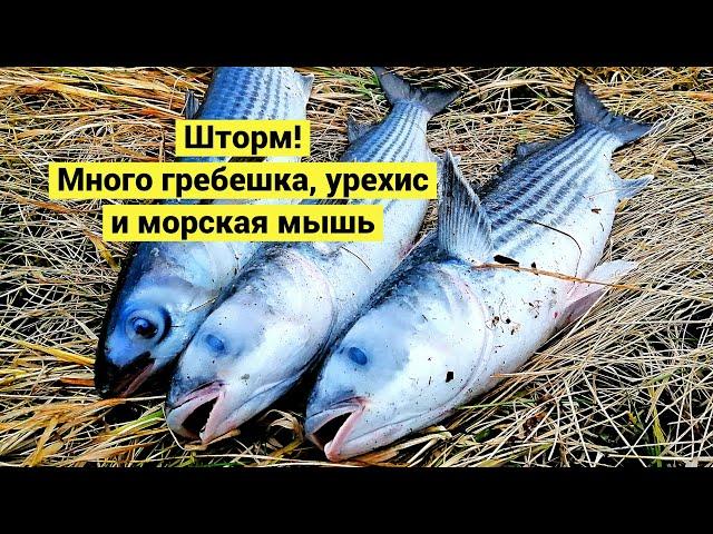 Шторм! Много гребешка, урехис и морская мышь