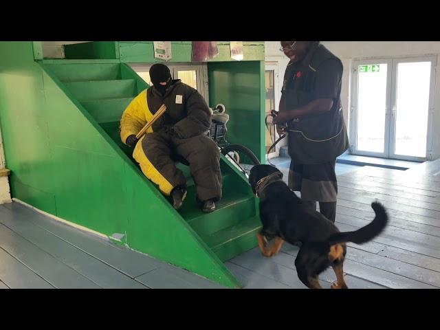 The Rottweiler personal protection k9 12 weeks old puppies journey so far