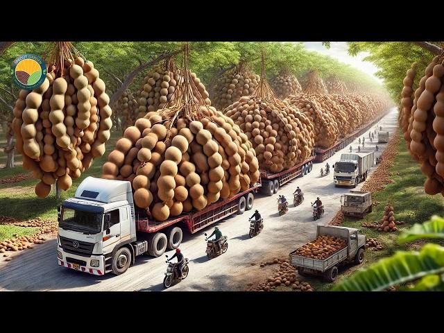 How Farmers Harvest Tamarind: Amazing Cultivation Technology and Processing | Farming Documentary