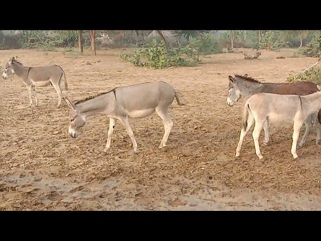 donkey's Desert Bound: A Donkey Riding Odyssey""Trekking the Sands: Donkey Adventures in the Desert