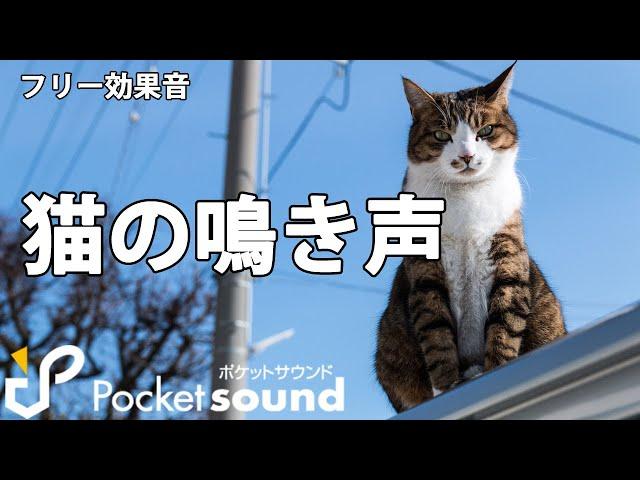 【フリー効果音】猫の鳴き声特集：ポケットサウンド【子猫/成猫】