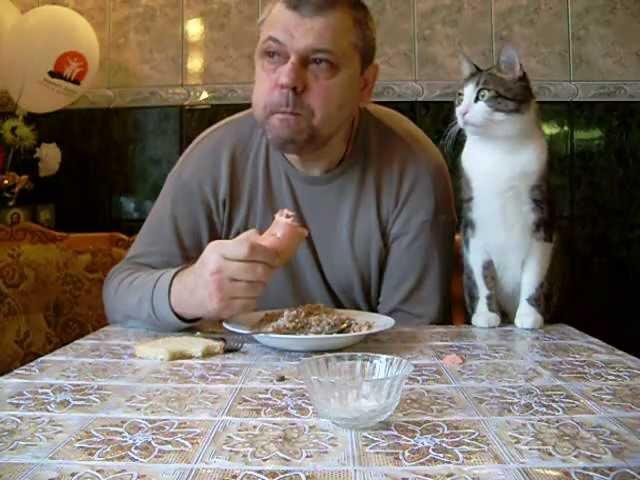 Как мой кот, просит кушать?   Butch cat chooses sausage?