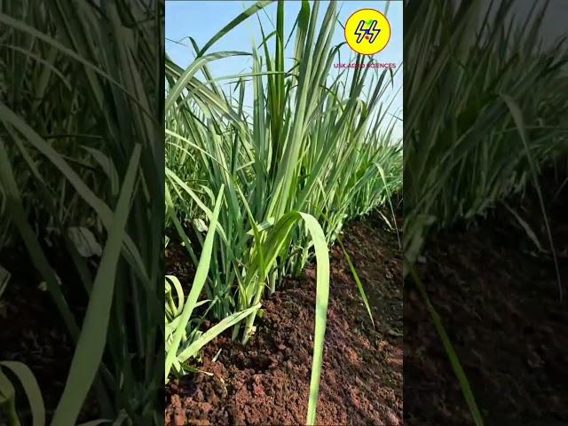 USK AGRO SCIENCES - SRP-9, Ganna Guru Mantra Results️ #farming