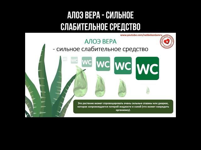 Алоэ Вера - сильное слабительное средство #алоэвера #слабительное #запоры #алоэ