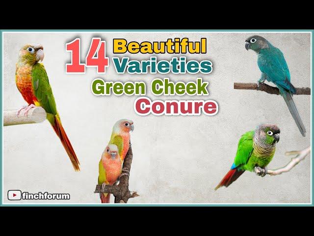 Top Green Cheek Conure Parrot Varieties | Green cheek Conure Mutations | Types of Green Cheek Conure