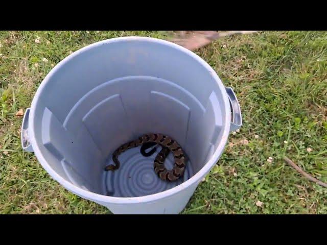 Raw unedited footage of catching a timber rattler.