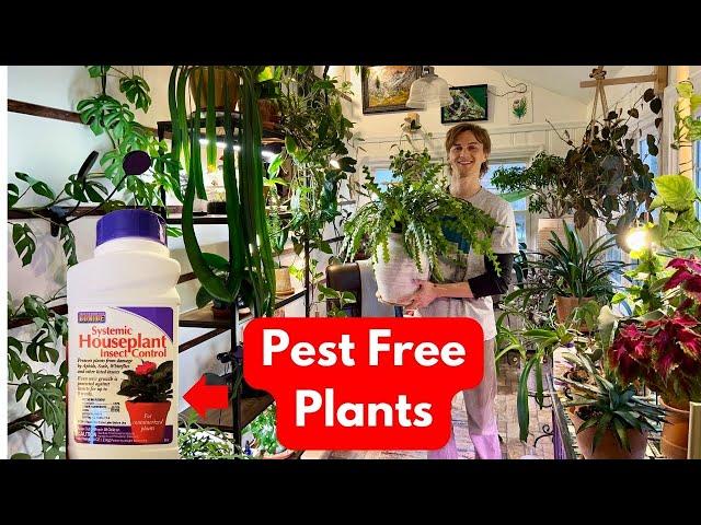 Systemic Pesticide for Houseplant - How to Use to Prevent Bugs & Insects - Bonide