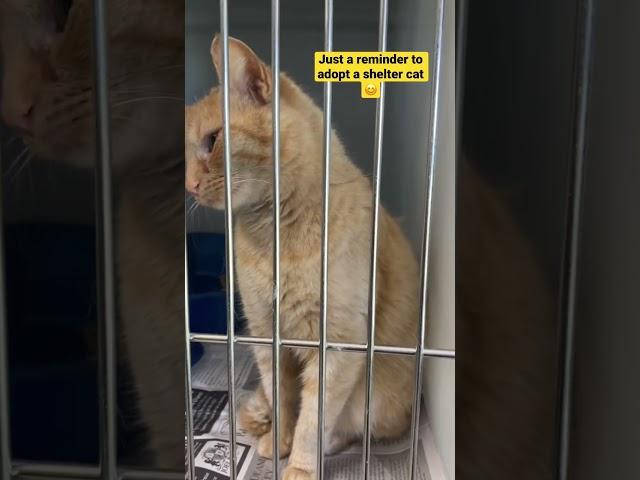Adopt a shelter cat  #cat #cats #shorts