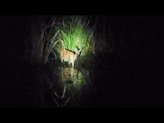 Catfish Scares Deer! #lazypondfarm Fish & Hunt