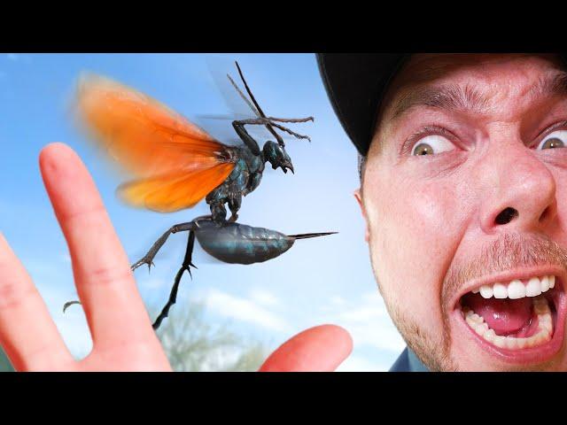 The new WORST STING?! (GIANT Tarantula Hawk!)